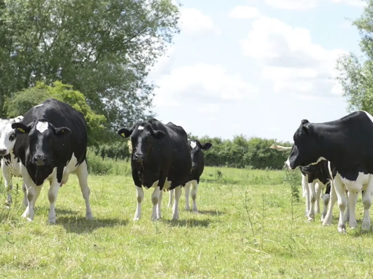 Sum It Case Study Video Production